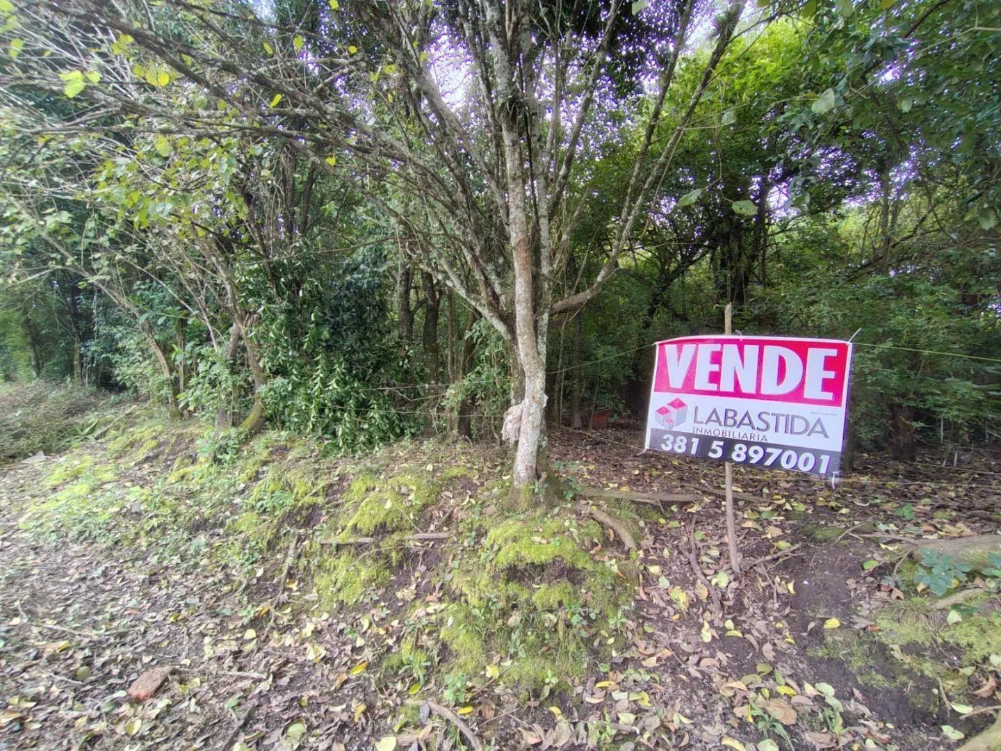 Timbo VIejo hectareas en venta 2