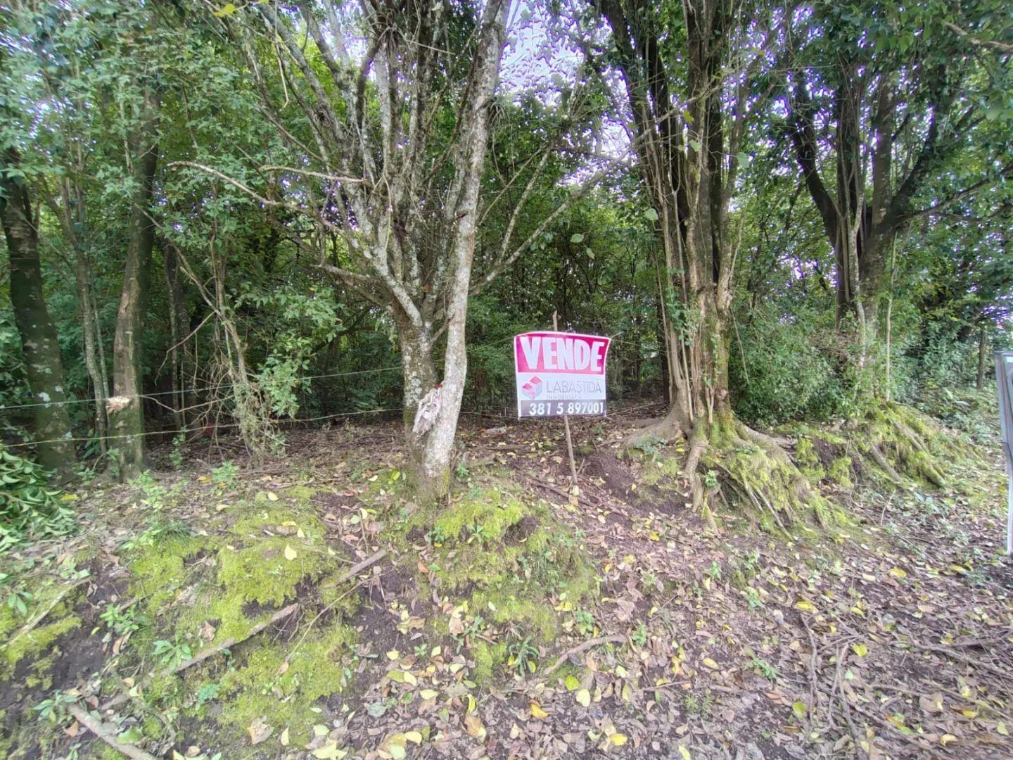 Timbo VIejo hectareas en venta 4