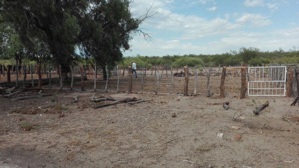 Venta Campo Ganadero 5522 Ha, San Rafael, Mendoza 4