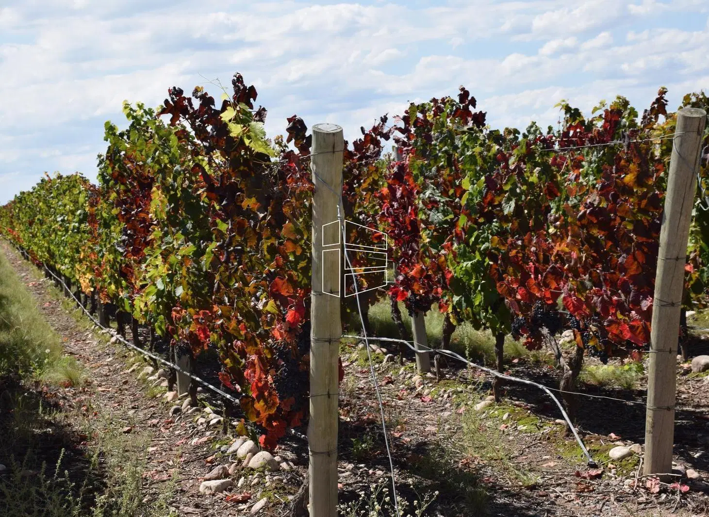Bodega Boutique - San Patricio del Chañar - R032 3