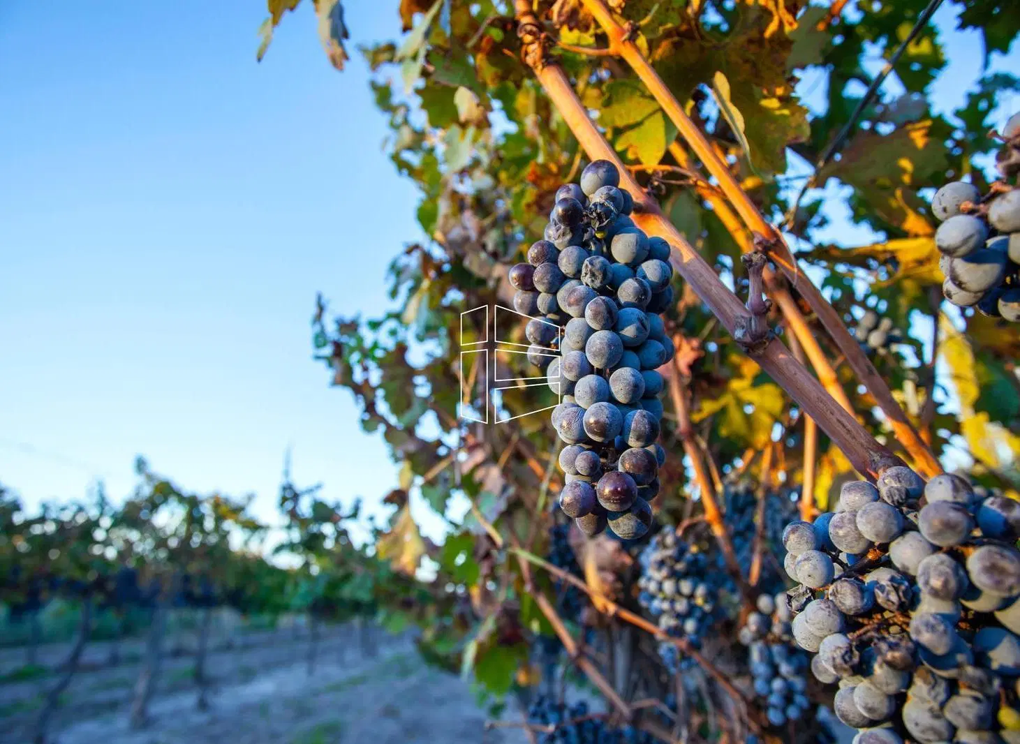 Bodega Boutique - San Patricio del Chañar - R032 1
