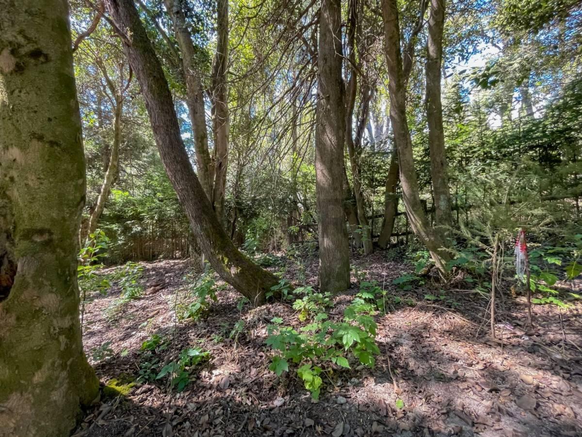 Foto de Venta lote Villa La Angostura, imagen 3