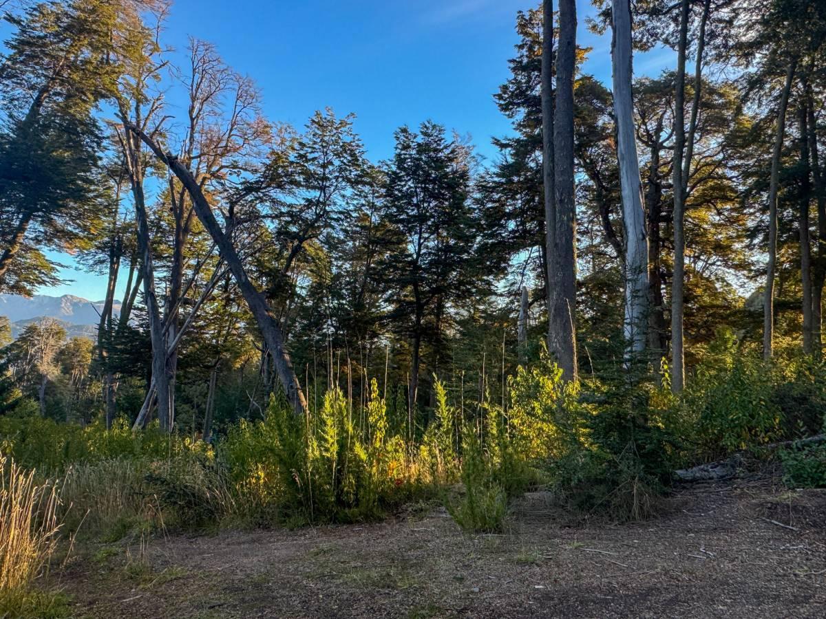 Foto de Venta lote Villa La Angostura, imagen 4