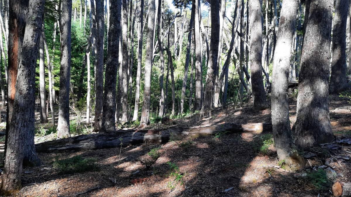 Foto de Venta lote Villa La Angostura, imagen 2