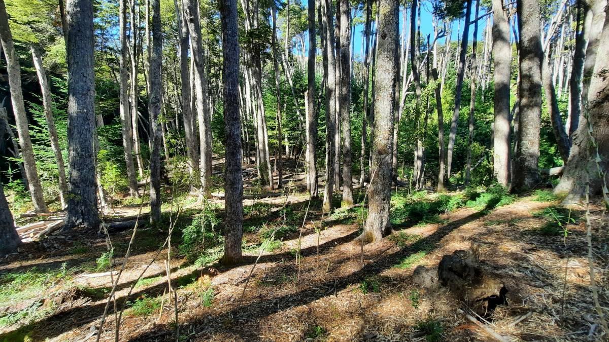 Foto de Venta lote Villa La Angostura, imagen 3