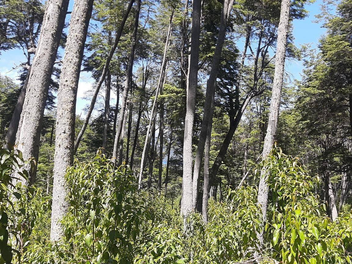 Foto de Venta lote Villa La Angostura., imagen 5