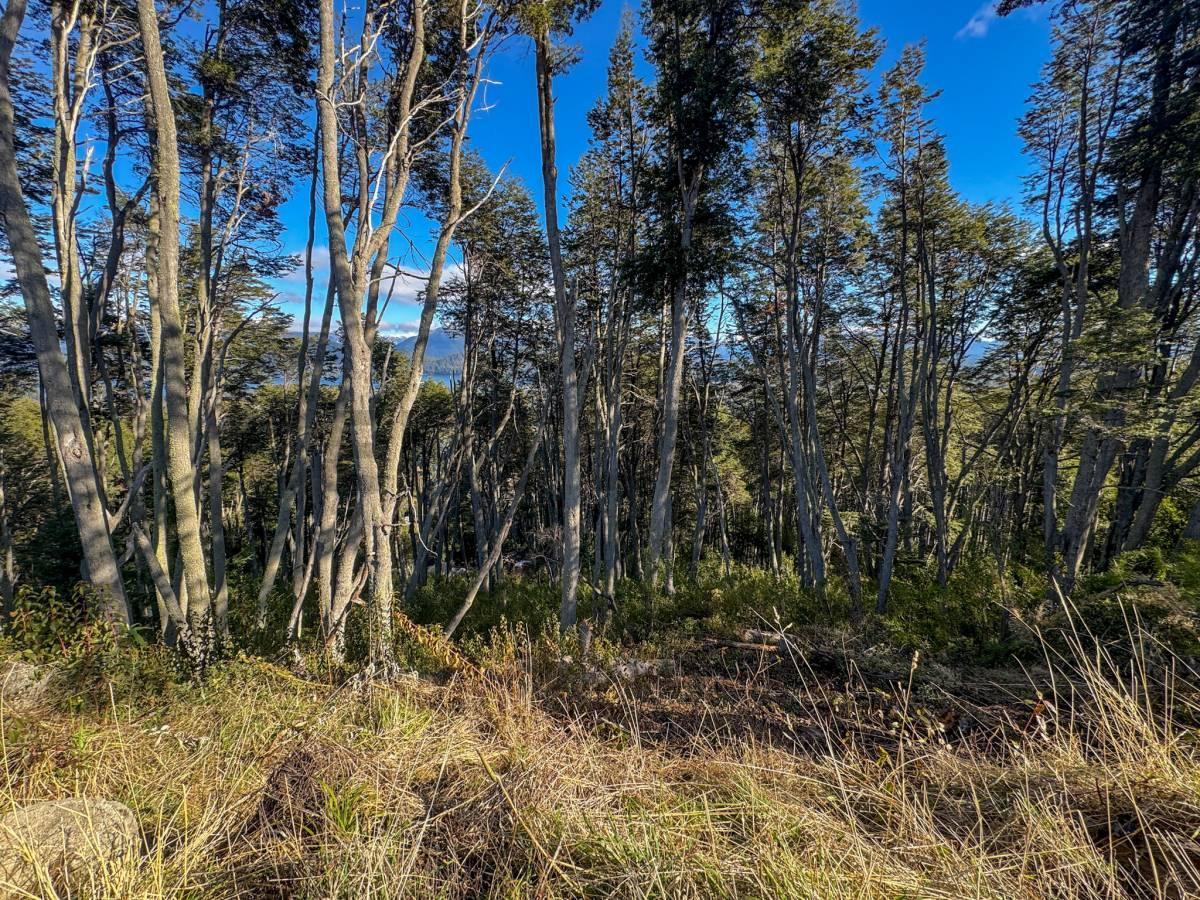 Foto de Venta lote Villa La Angostura, imagen 3