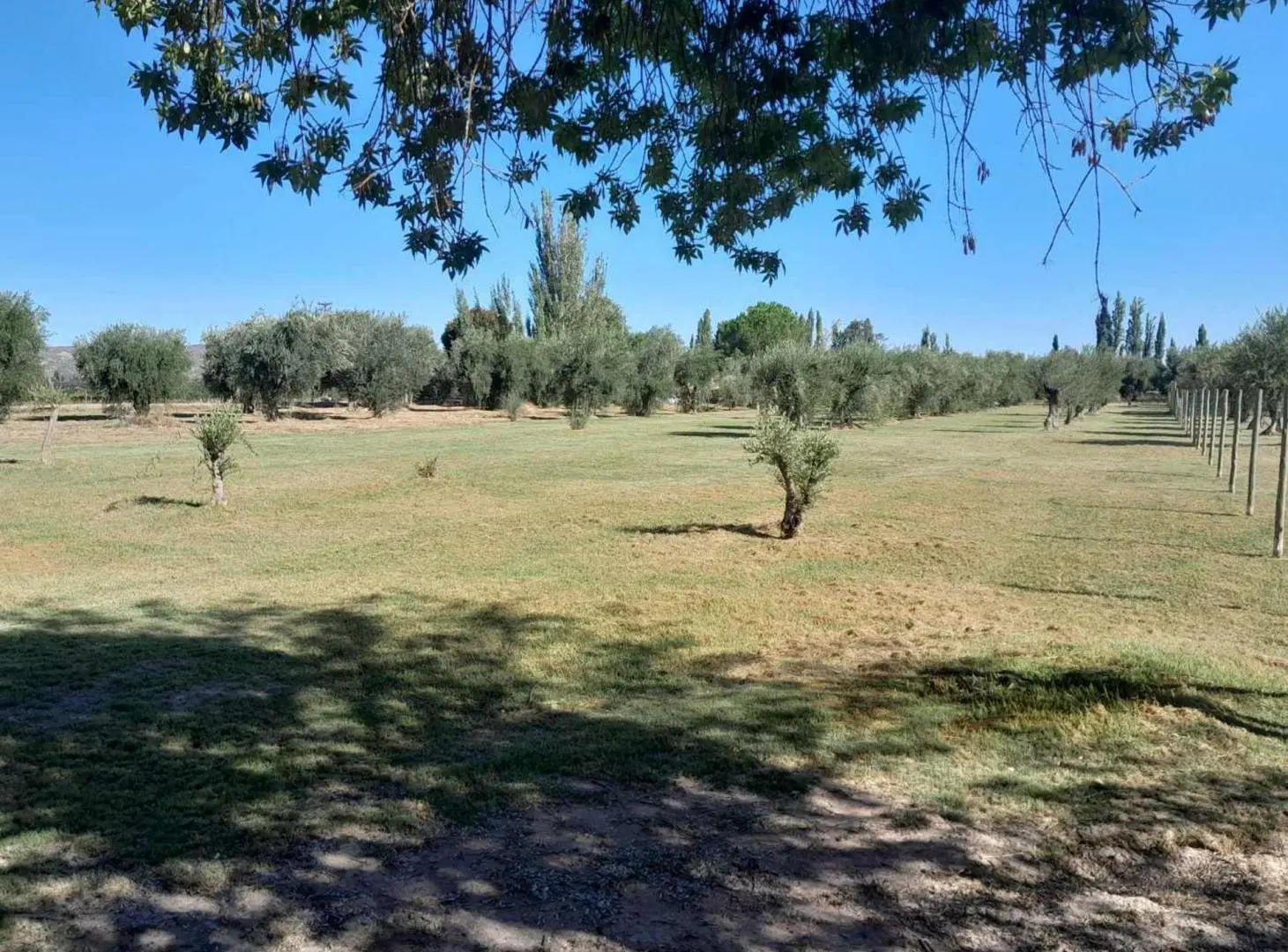 Terreno comercial en vental Bª Olivos de Furlotti 3