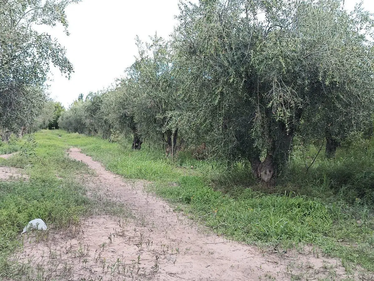 Terreno en venta 4000 m² Cruz de Piedra con olivos 5