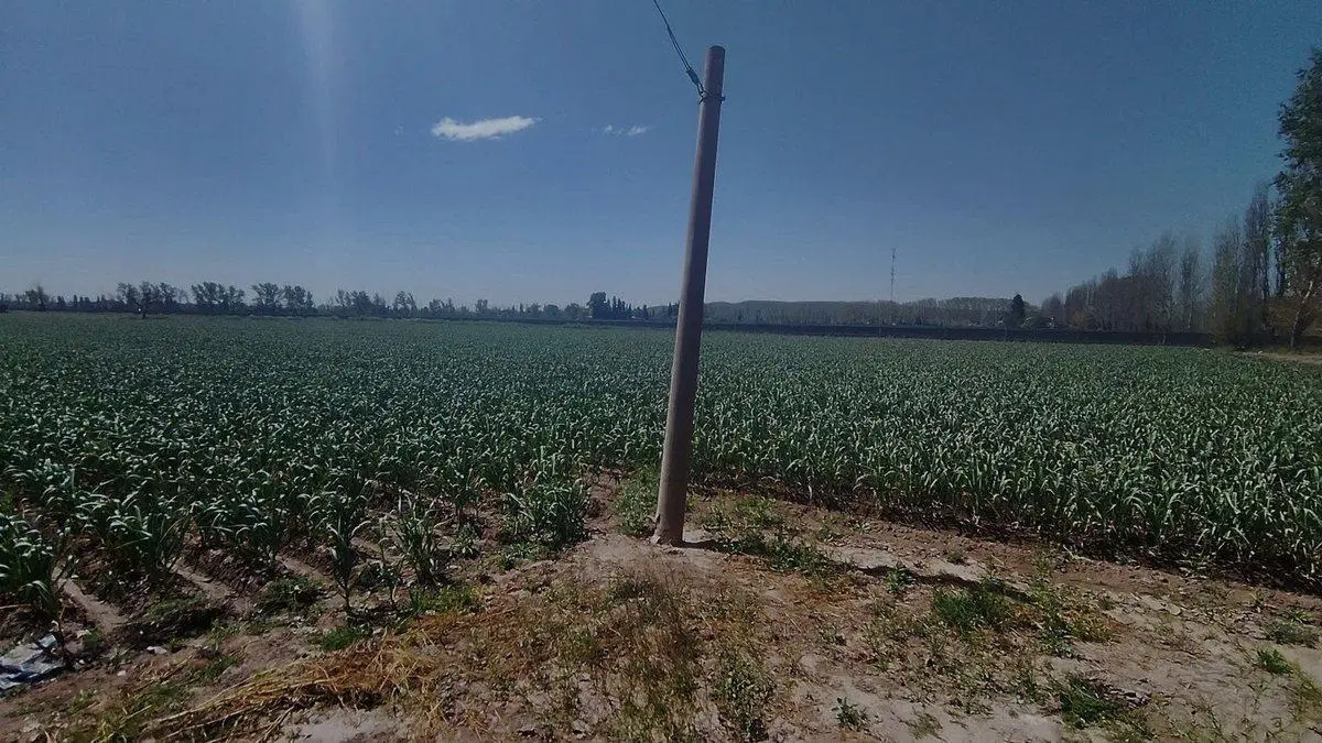 VENTA DE FINCA 5,2ha PERDRIEL, LUJAN DE CUYO 2