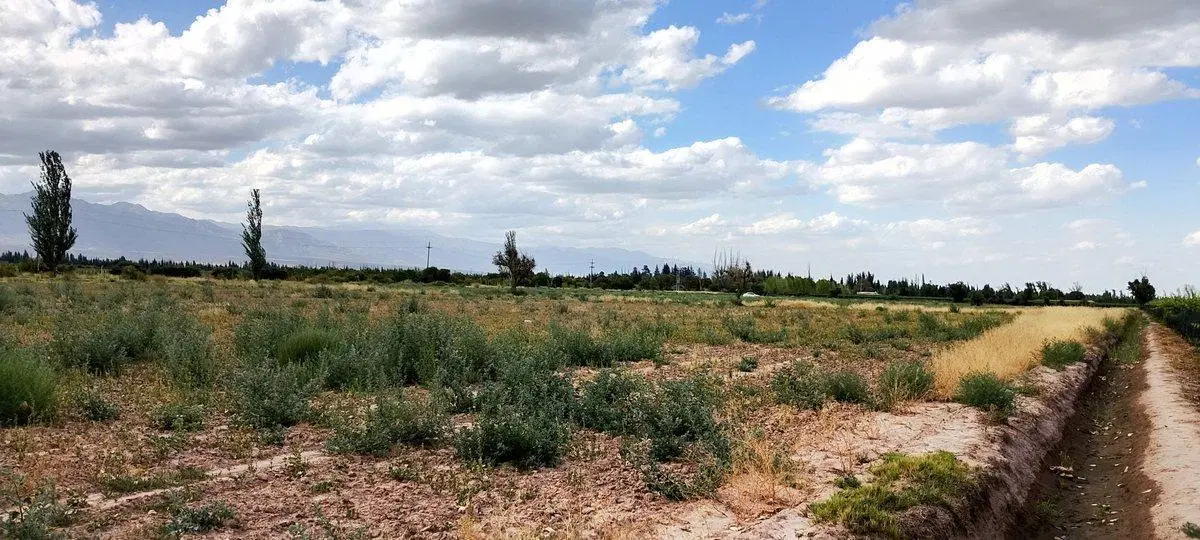 VENTA DE FINCA 5,2ha PERDRIEL, LUJAN DE CUYO 5