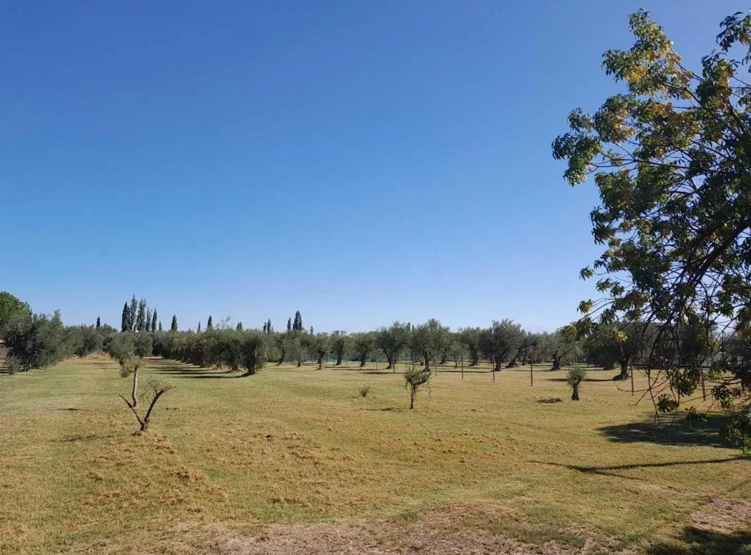 Terreno comercial en vental Bª Olivos de Furlotti 2