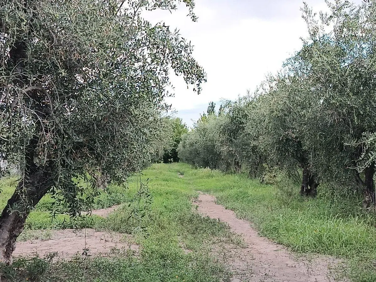 Terreno en venta 4000 m² Cruz de Piedra con olivos 5