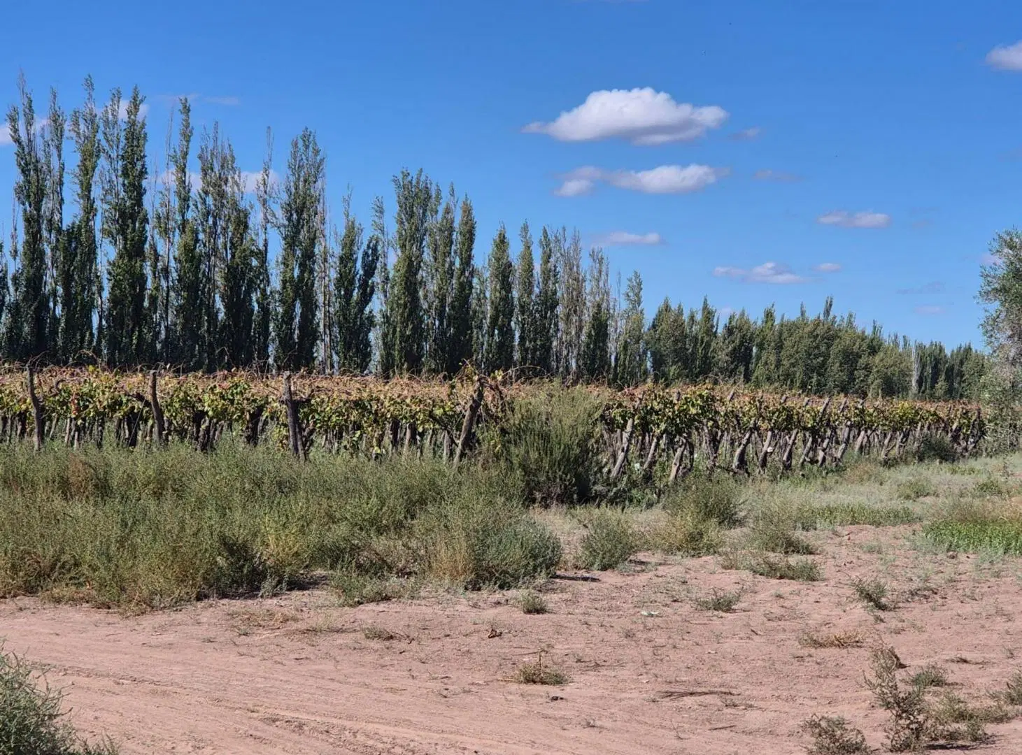 Venta de finca en El Central, San Marín, Mza 8