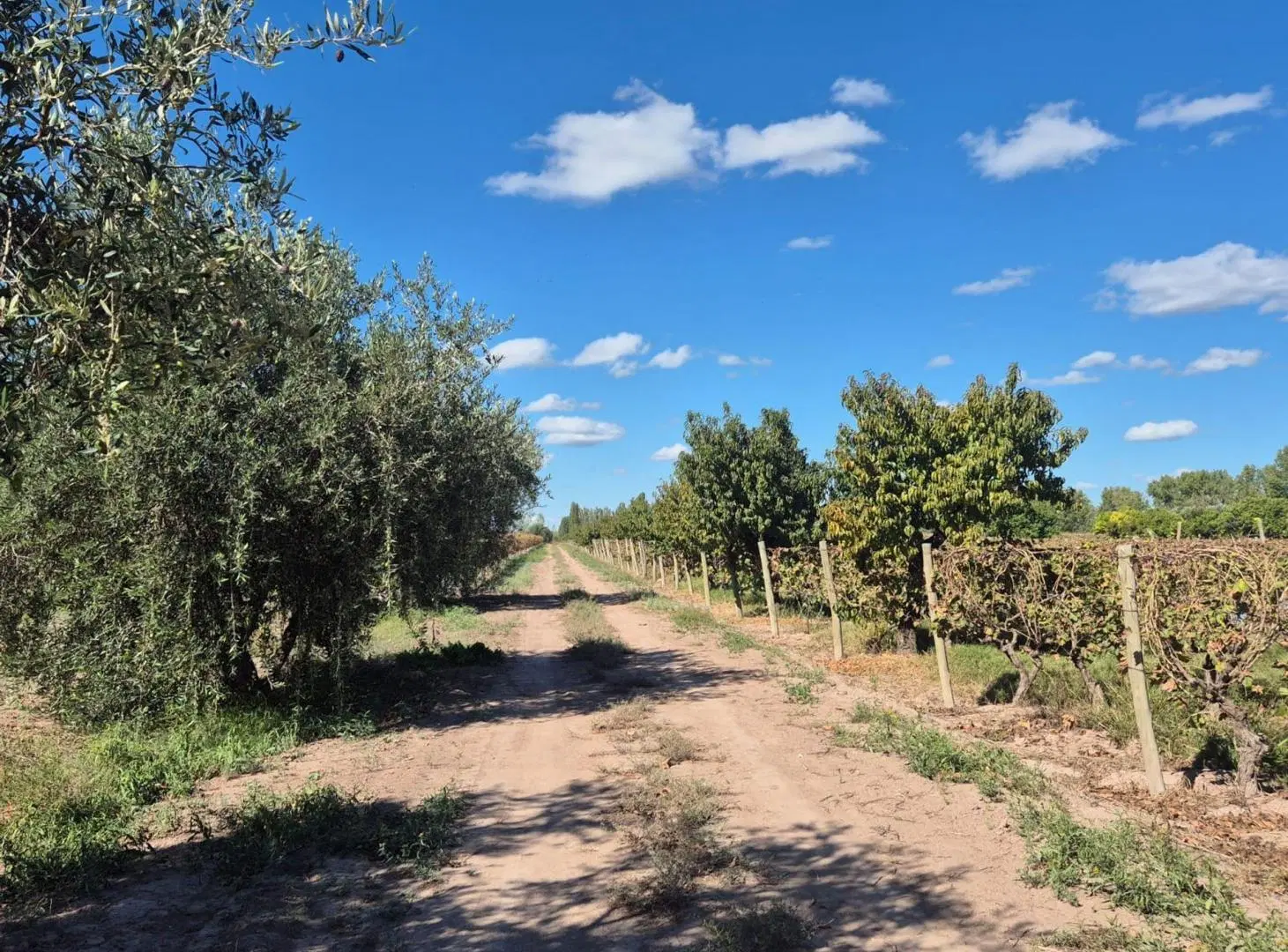 Venta de finca en El Central, San Marín, Mza 5