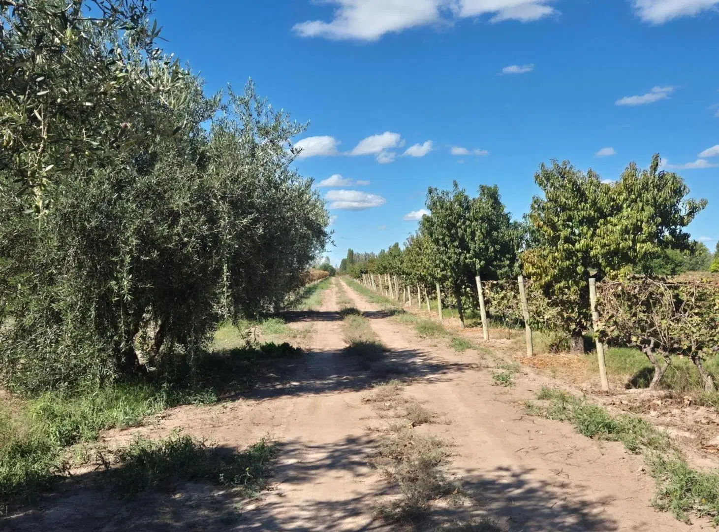 Venta de finca en El Central, San Marín, Mza 2