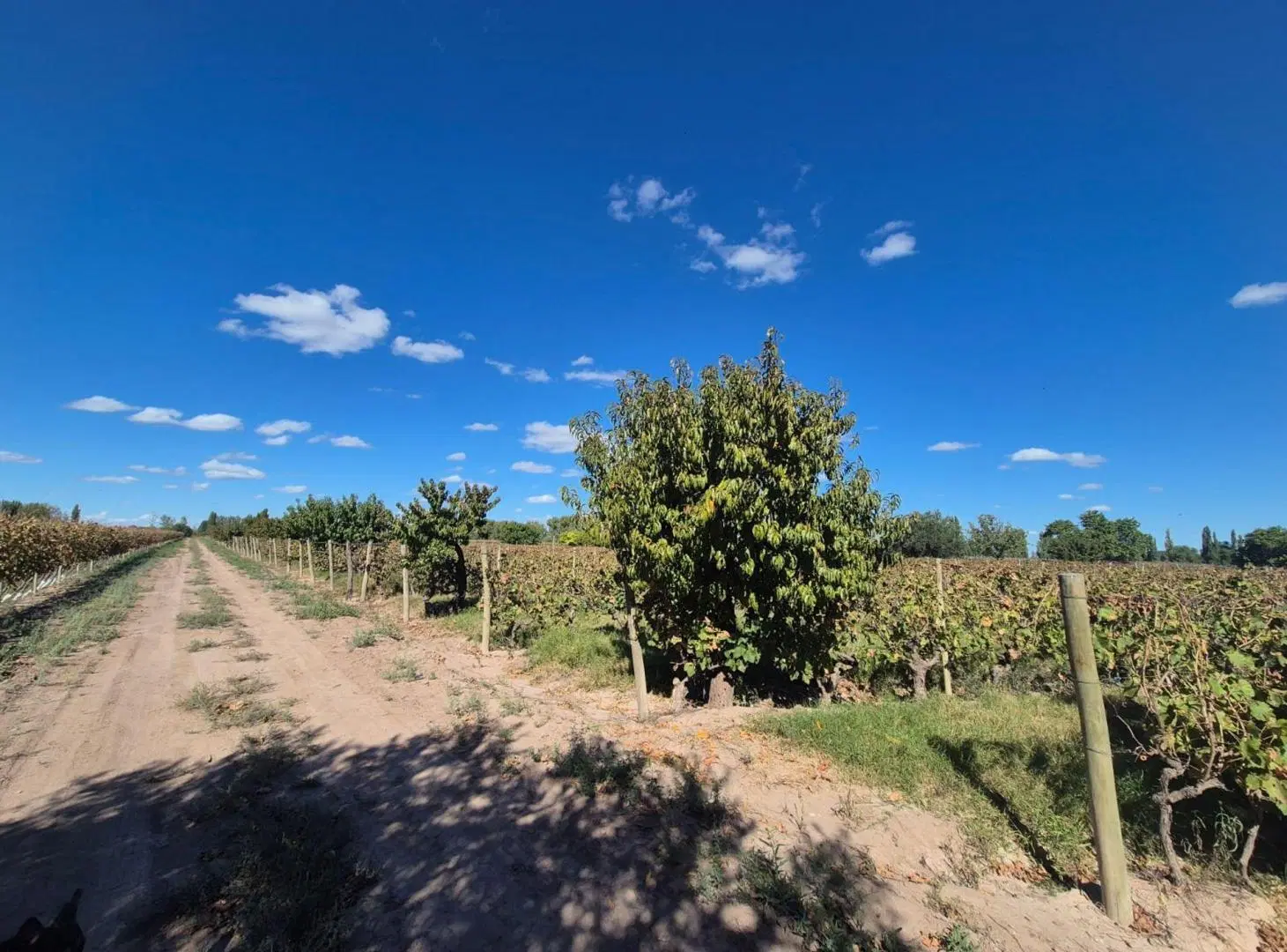 Venta de finca en El Central, San Marín, Mza 3