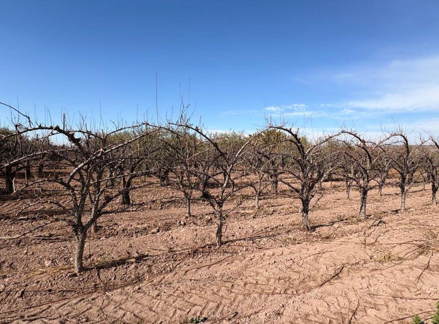 Foto de VENTA FINCA MAIPÚ, imagen 2