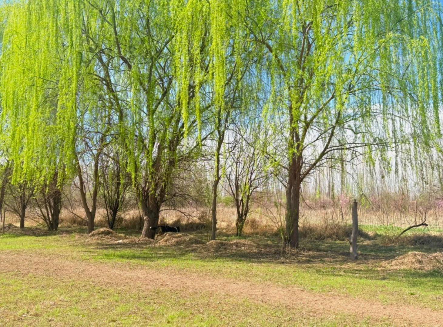 Foto de Venta Lote Tunuyán, imagen 2