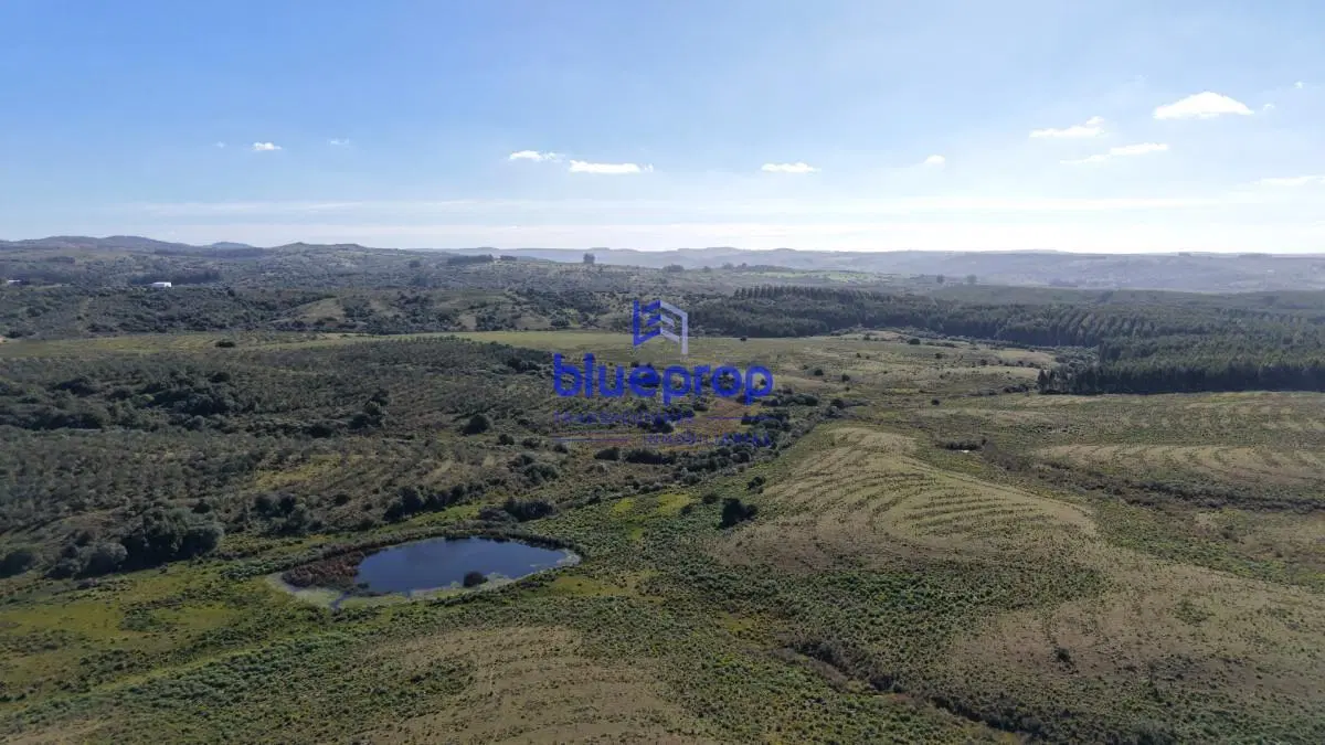 Campo Ganadero de 182 hectáreas en Paraje Carapé. Maldonado 4