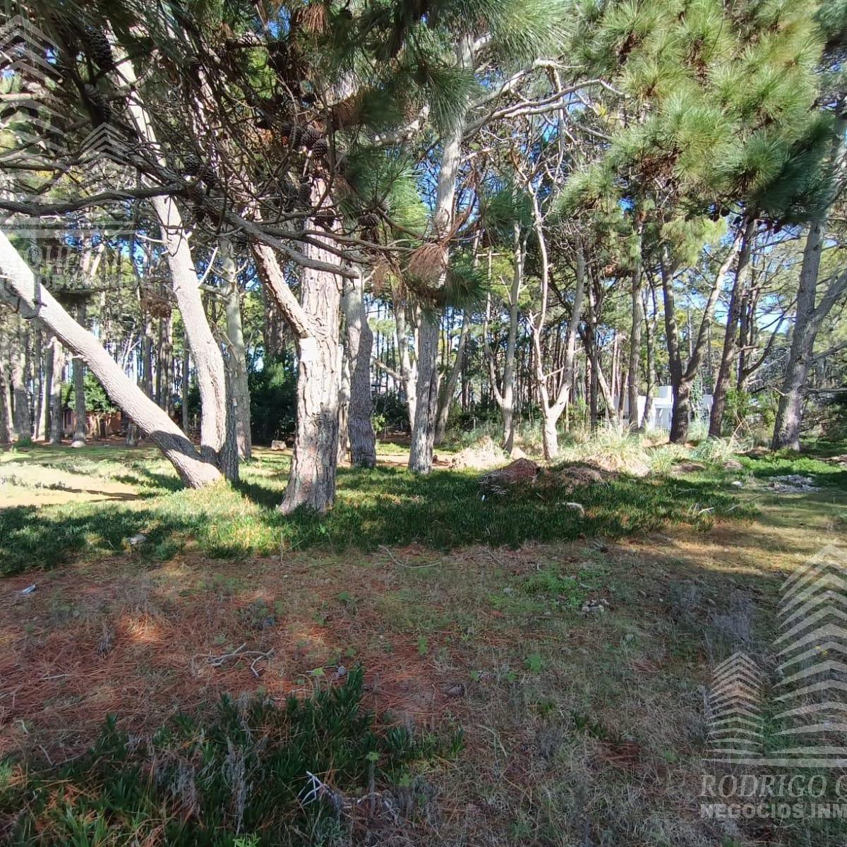 |3 LOTES DE 1000MTS²| |BARRIO RECIDENCIAL| |EL PINAR| |LA LUCILA|