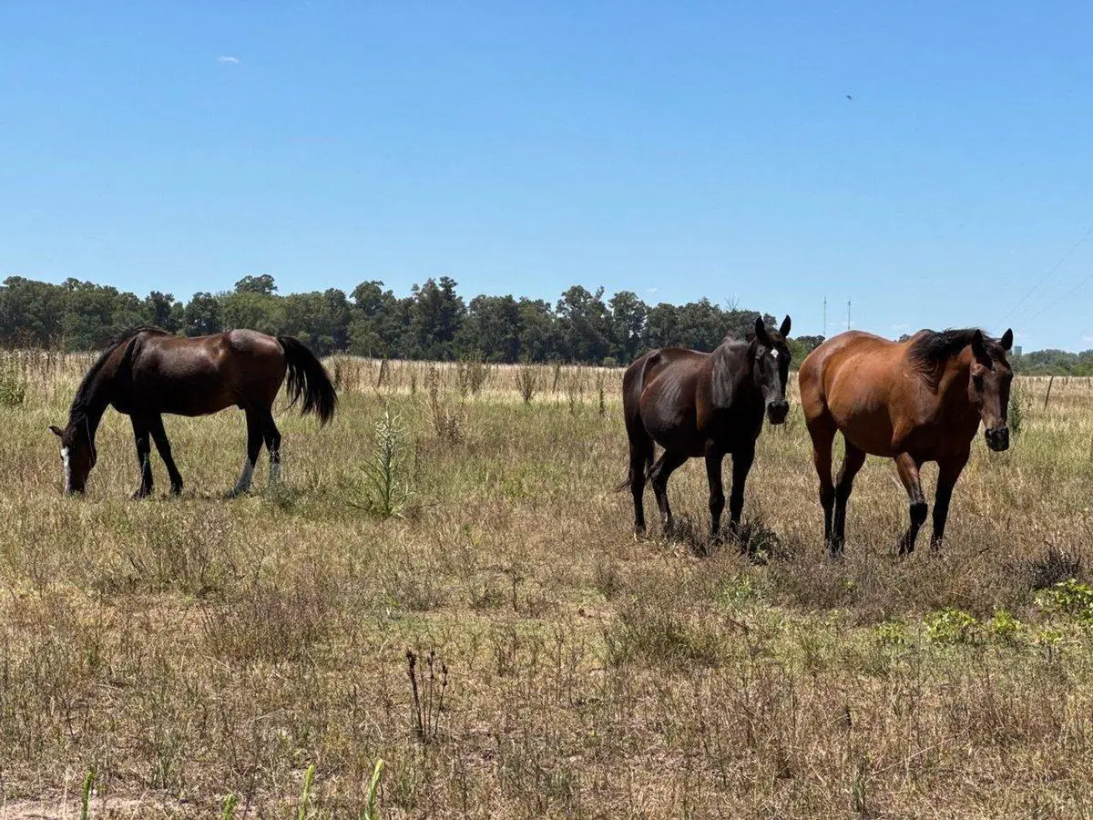 VENTA 1.5 HECTAREAS EN  SAN MIGUEL DEL MONTE 3
