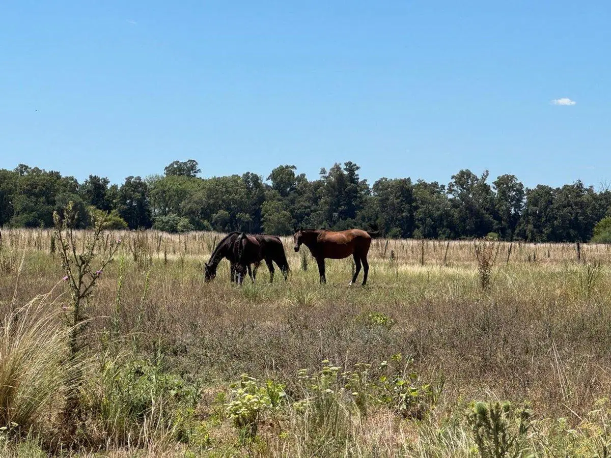 VENTA 10.5 HECTAREAS EN SAN MIGUEL DEL MONTE 4