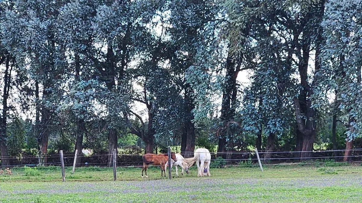 VENTA LOTE 1559 M2 HARAS SAN PABLO GRAL RODRIGUEZ 3