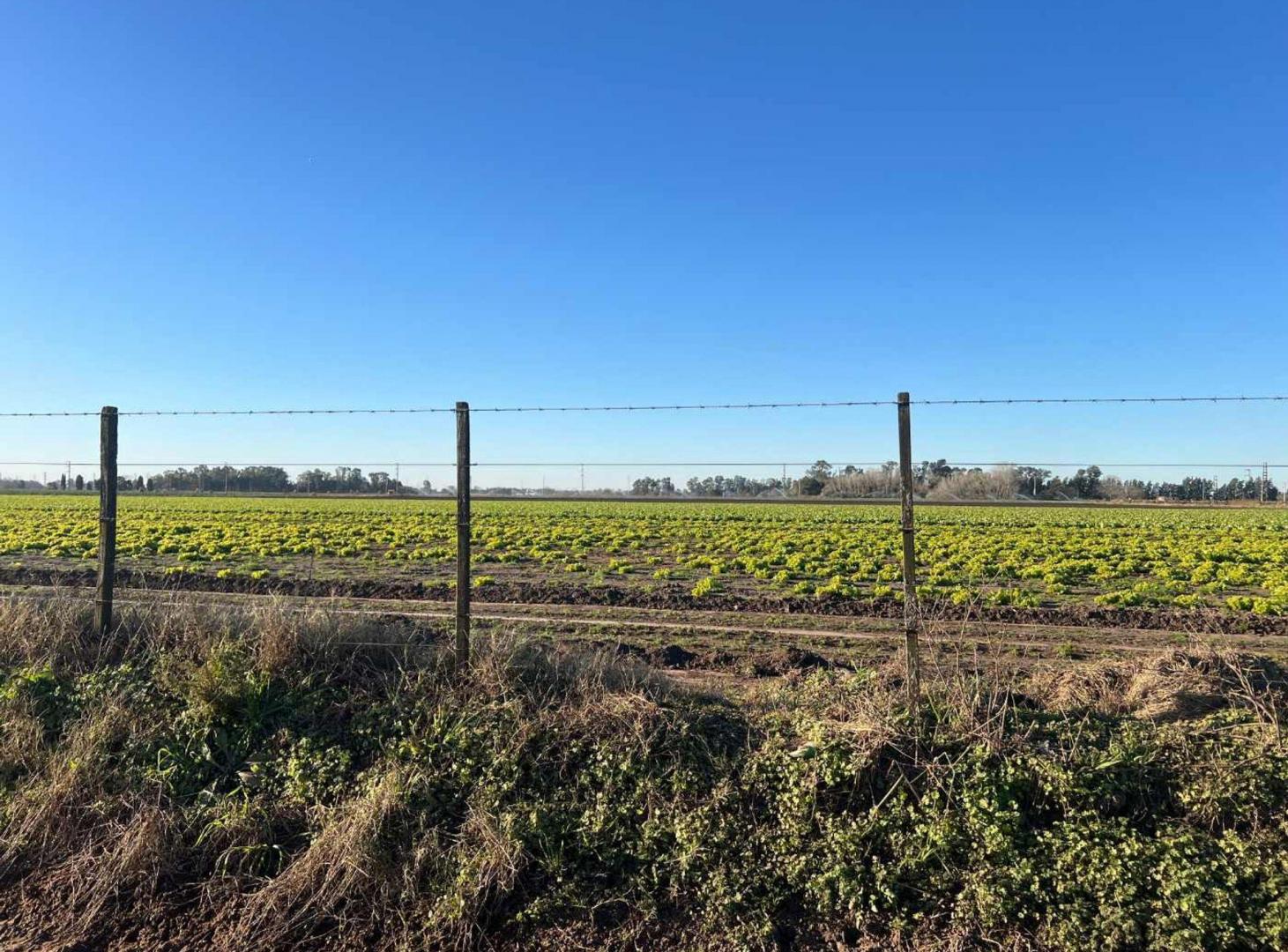 CAMPO 1,3 HECTÁREAS VENTA EN V. DEL PINO KM 44