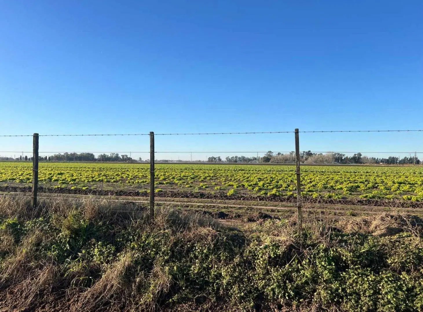 CAMPO 1,3 HECTÁREAS VENTA EN V. DEL PINO KM 44 4