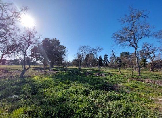 Lote. | 152 3