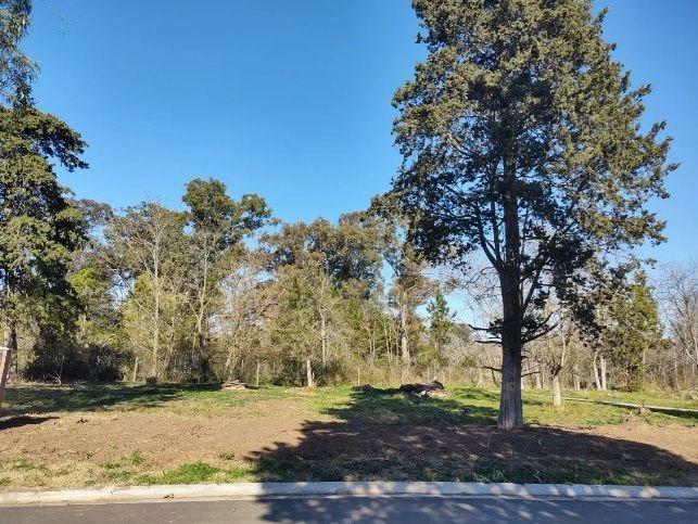 Lote. | 152 1
