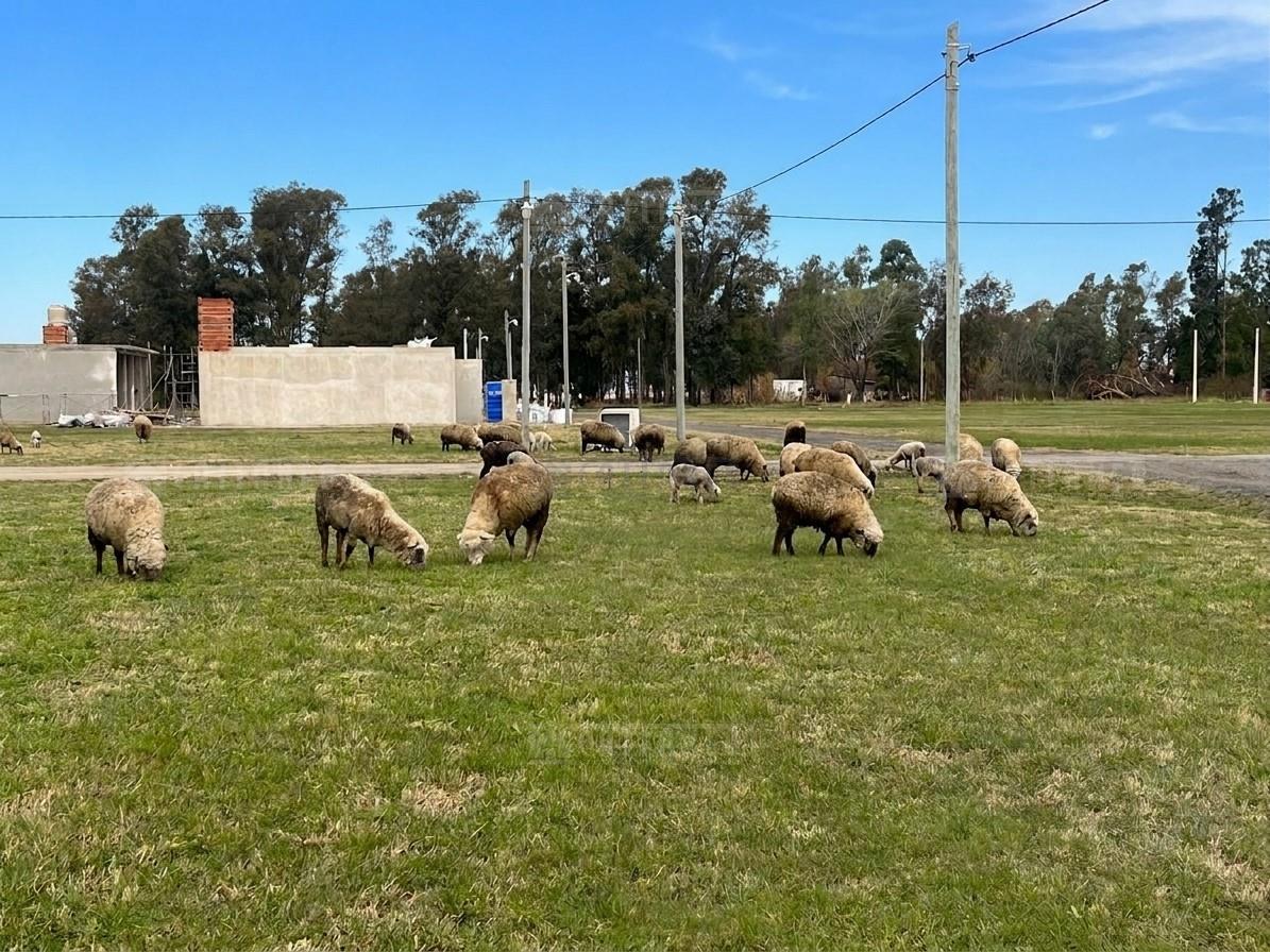 Foto de Terreno Lote en Venta en Cañuelas, Resto de la Provincia, Buenos Aires, imagen 1