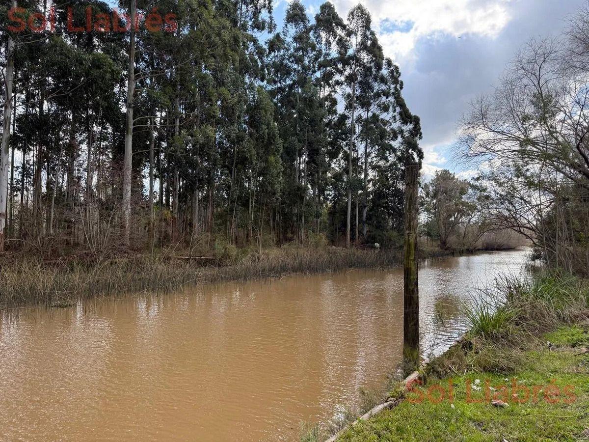 Foto de Casa En Venta En El Delta Con Plantación De 190 Hectáreas, imagen 2