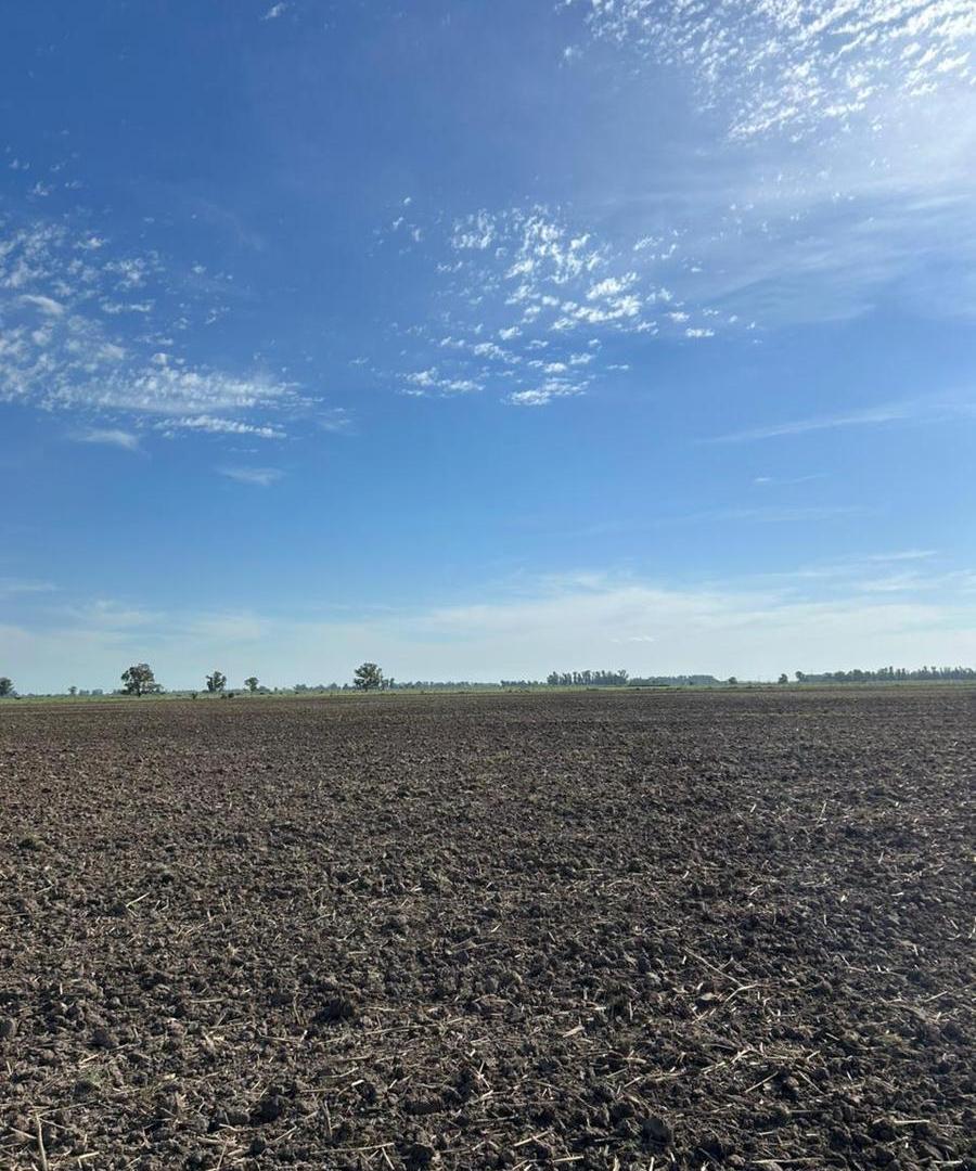 Campo mixto