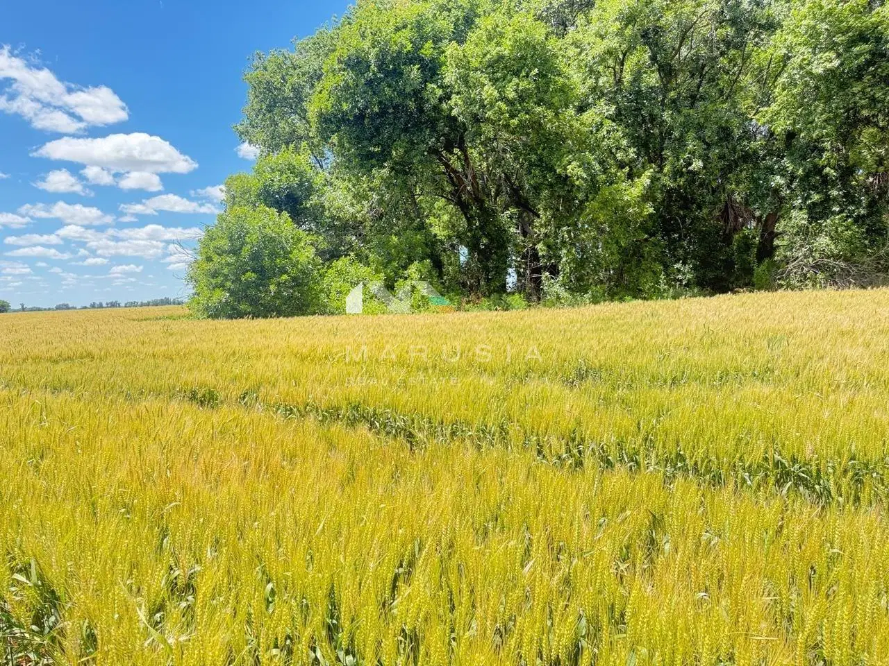 Terreno Campo  en Venta en Suipacha,  Resto de la Provincia, Buenos Aires 3