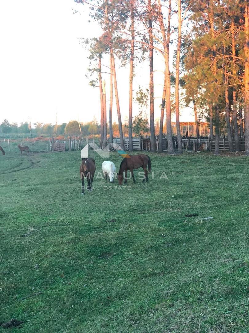 Foto de Terreno Campo en Venta en Islas Del Ibicuy, Entre Ríos, Argentina, imagen 3
