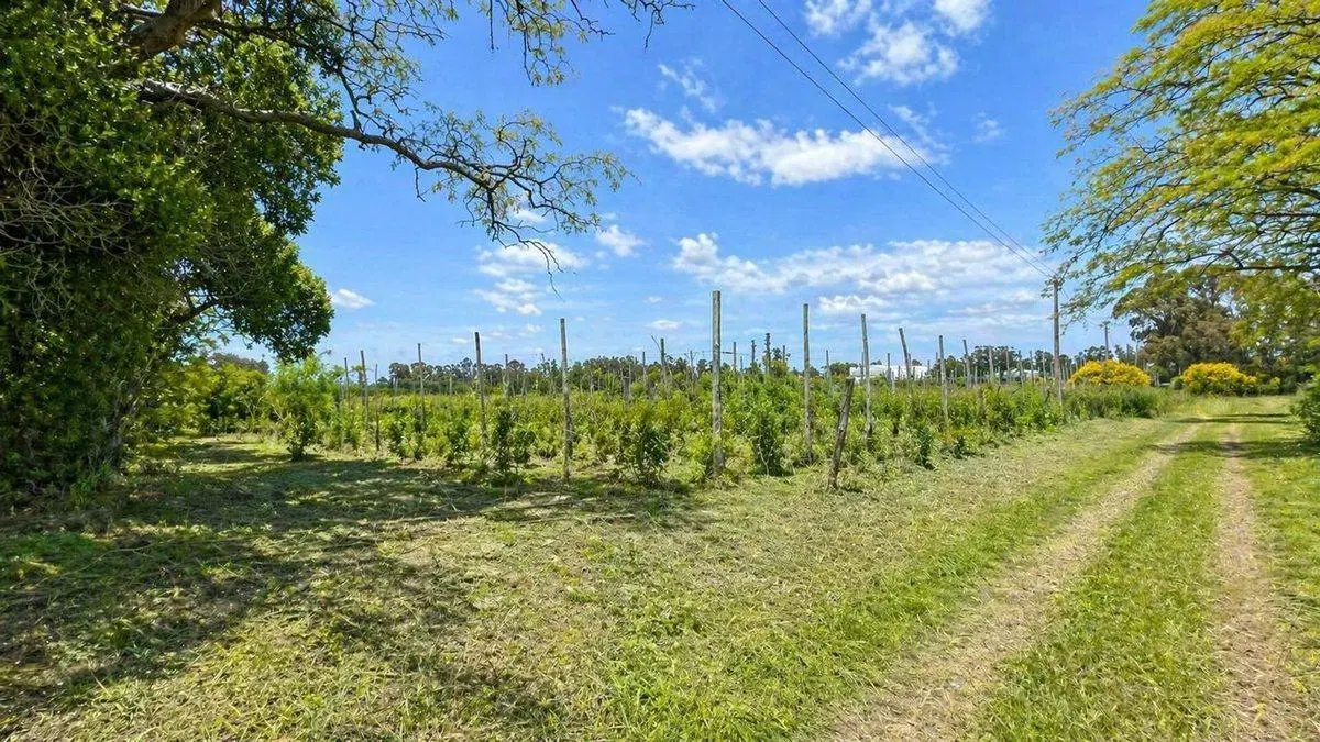VENTA 6 HECTAREAS PARTIDO LOBERIA CON CASA 3 AMB 4