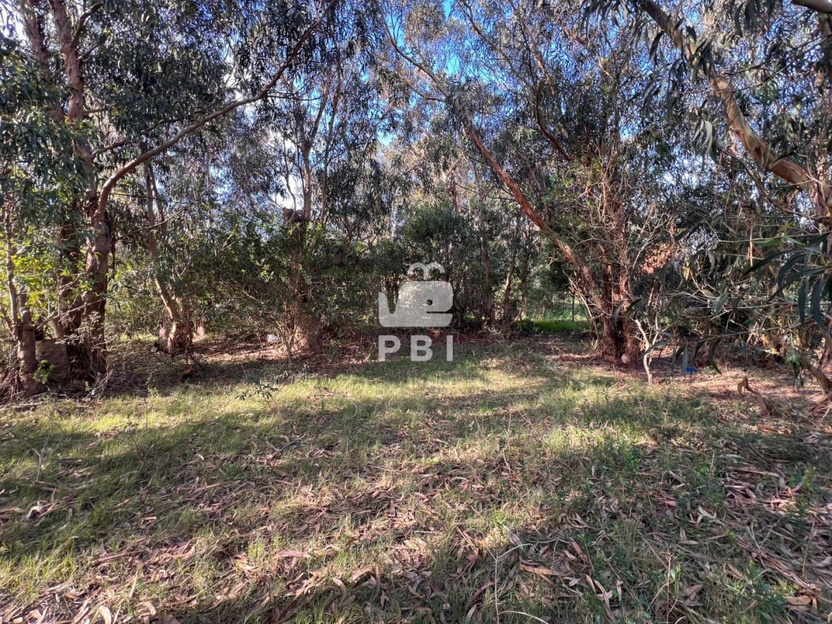 Foto de Terreno en venta en Sauce de Portezuelo, Punta Ballena - Ref : PBI16105, imagen 5