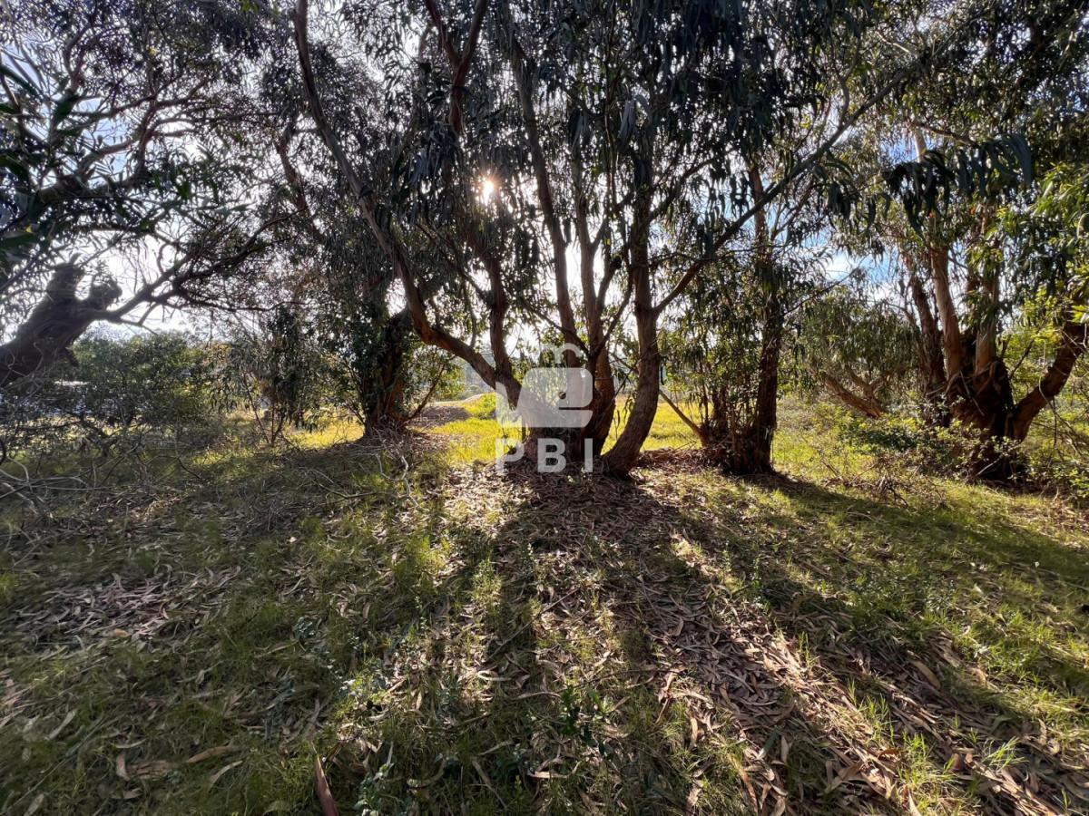 Foto de Terreno en venta en Sauce de Portezuelo, Punta Ballena - Ref : PBI16106, imagen 1