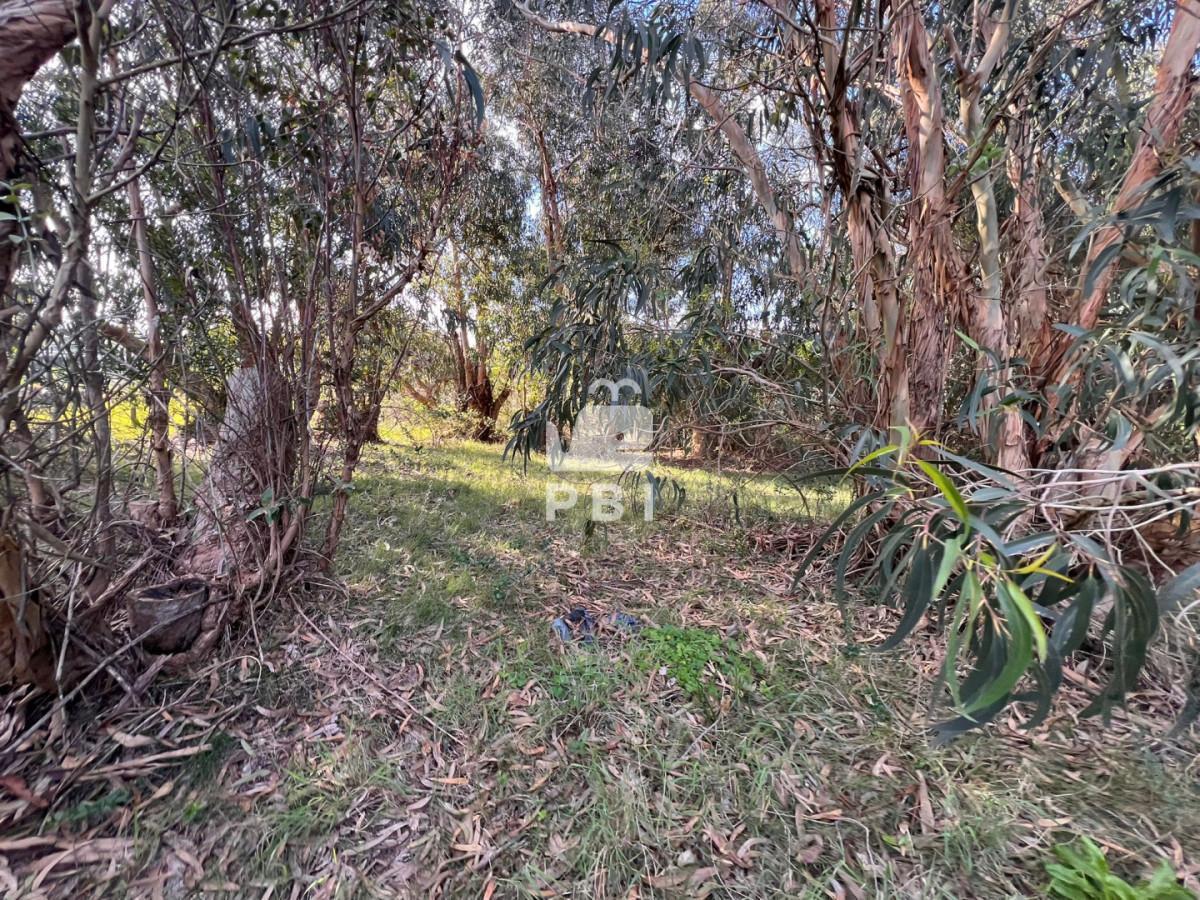 Foto de Terreno en venta en Sauce de Portezuelo, Punta Ballena - Ref : PBI16106, imagen 5