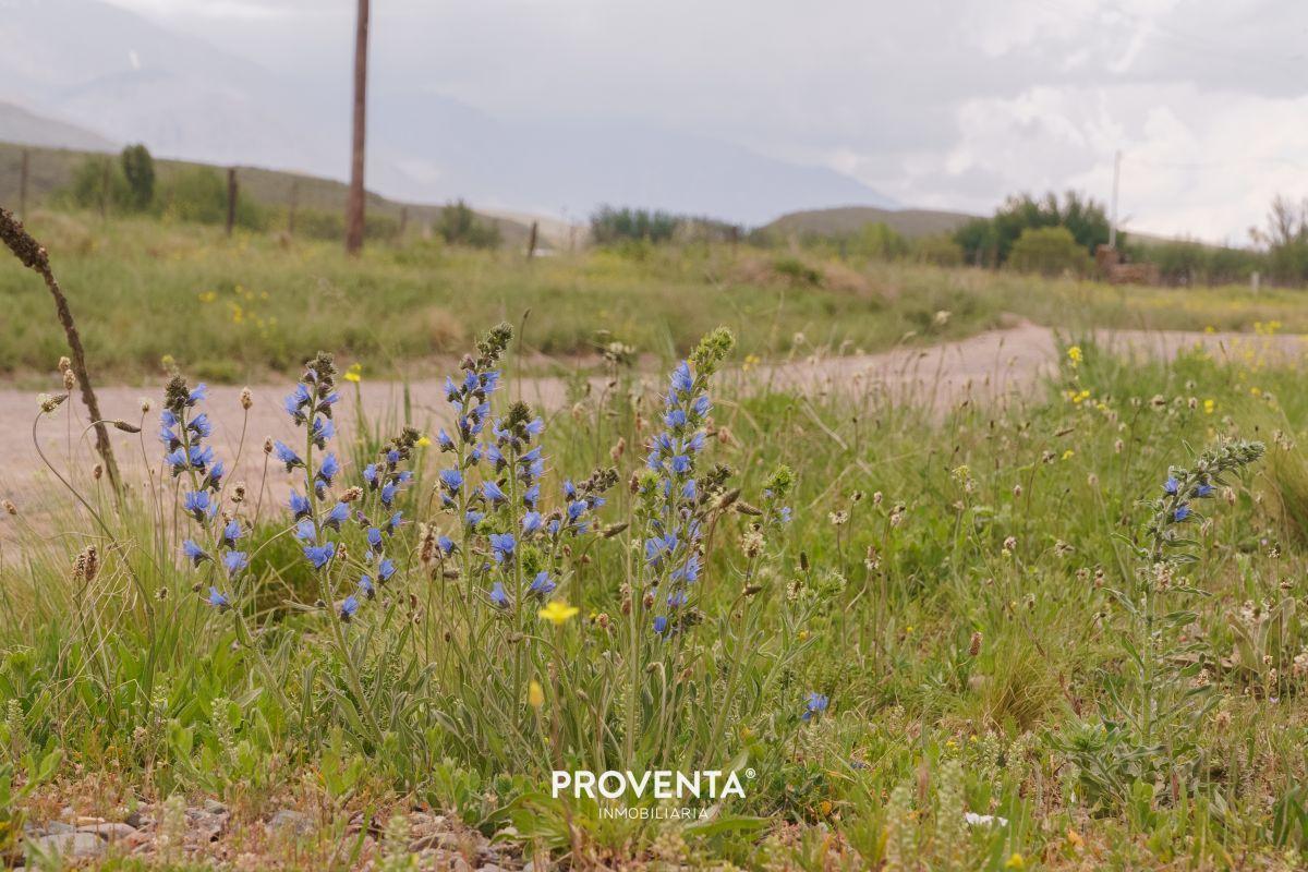Foto de LOTE EN VENTA EN LA CARRERA, TUPUNGATO,MENDOZA, imagen 2
