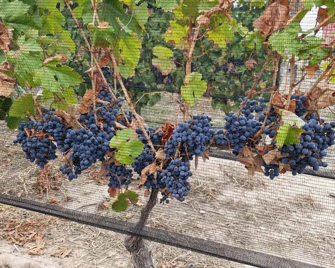 Finca Modelo en El Cepillo, San Carlos 3