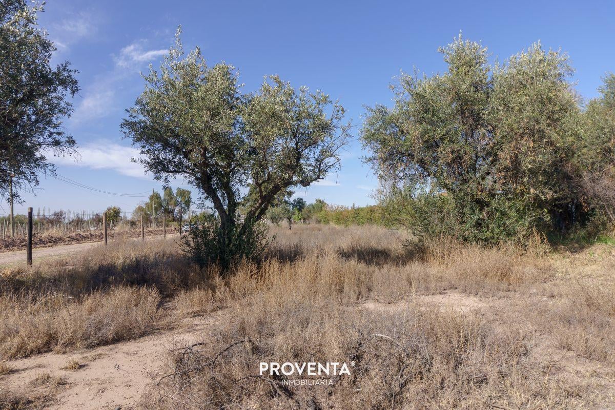 Foto de LOTES EN VENTA EN VISTALBA, LUJÁN DE CUYO, imagen 5