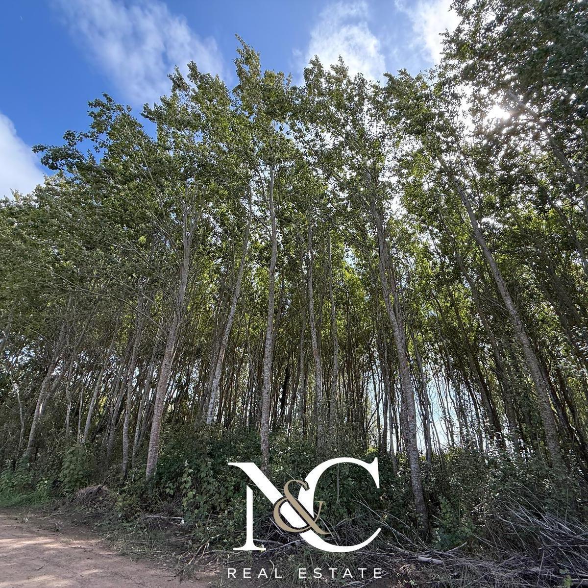 Terreno en Venta en Costa del Este, 13 X 37, 555 m² 4