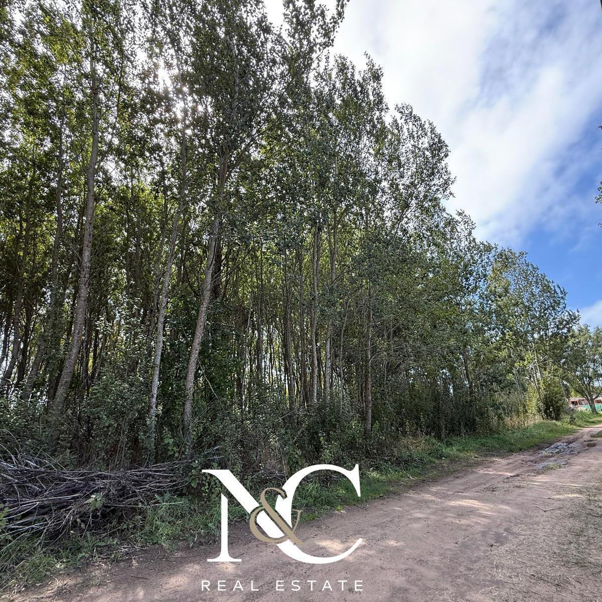Terreno en Venta en Costa del Este, 13 X 37, 555 m² 3