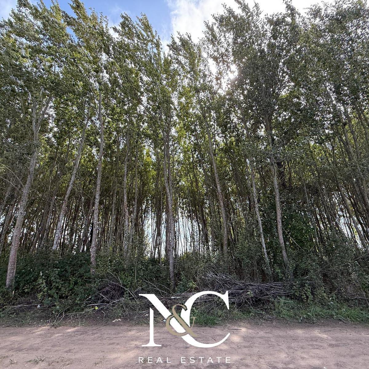 Terreno en Venta en Costa del Este, 13 X 37, 555 m² 2