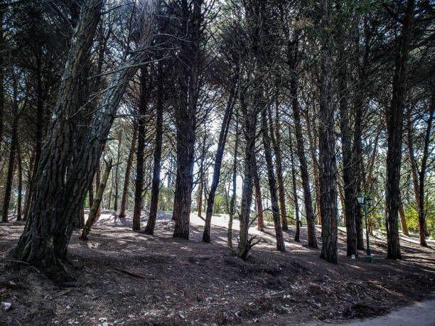 Foto de Terreno lote en venta en Carilo, imagen 3