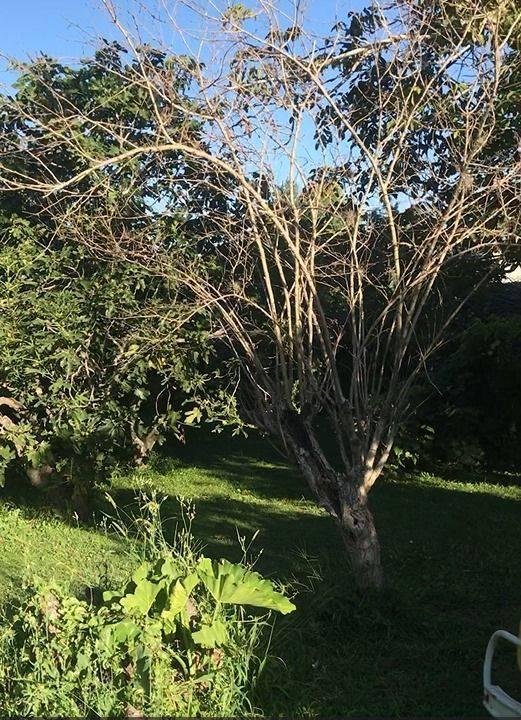 Lote en Venta 1