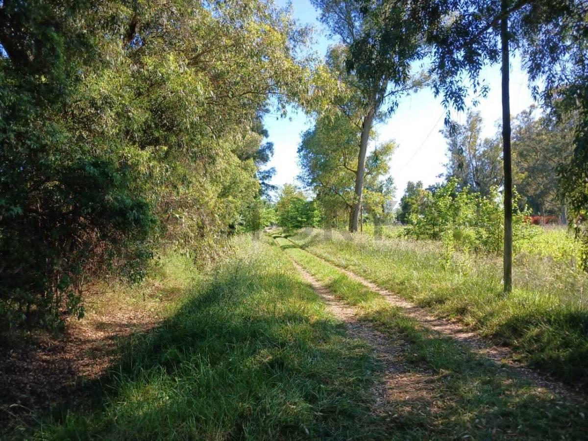 VENTA CHACRA 1 Ha CASA Y ARBOLEDA EN CAÑUELAS
